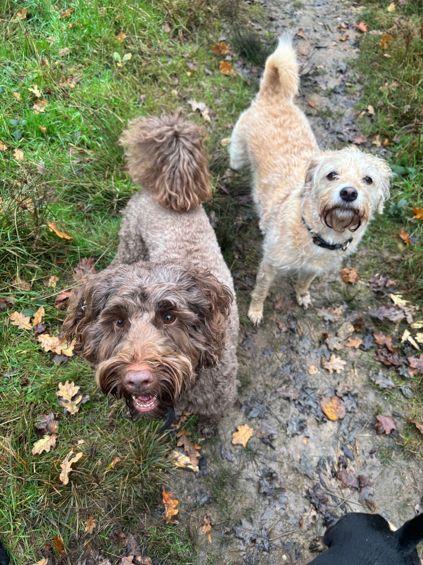 Ad hoc dog walking