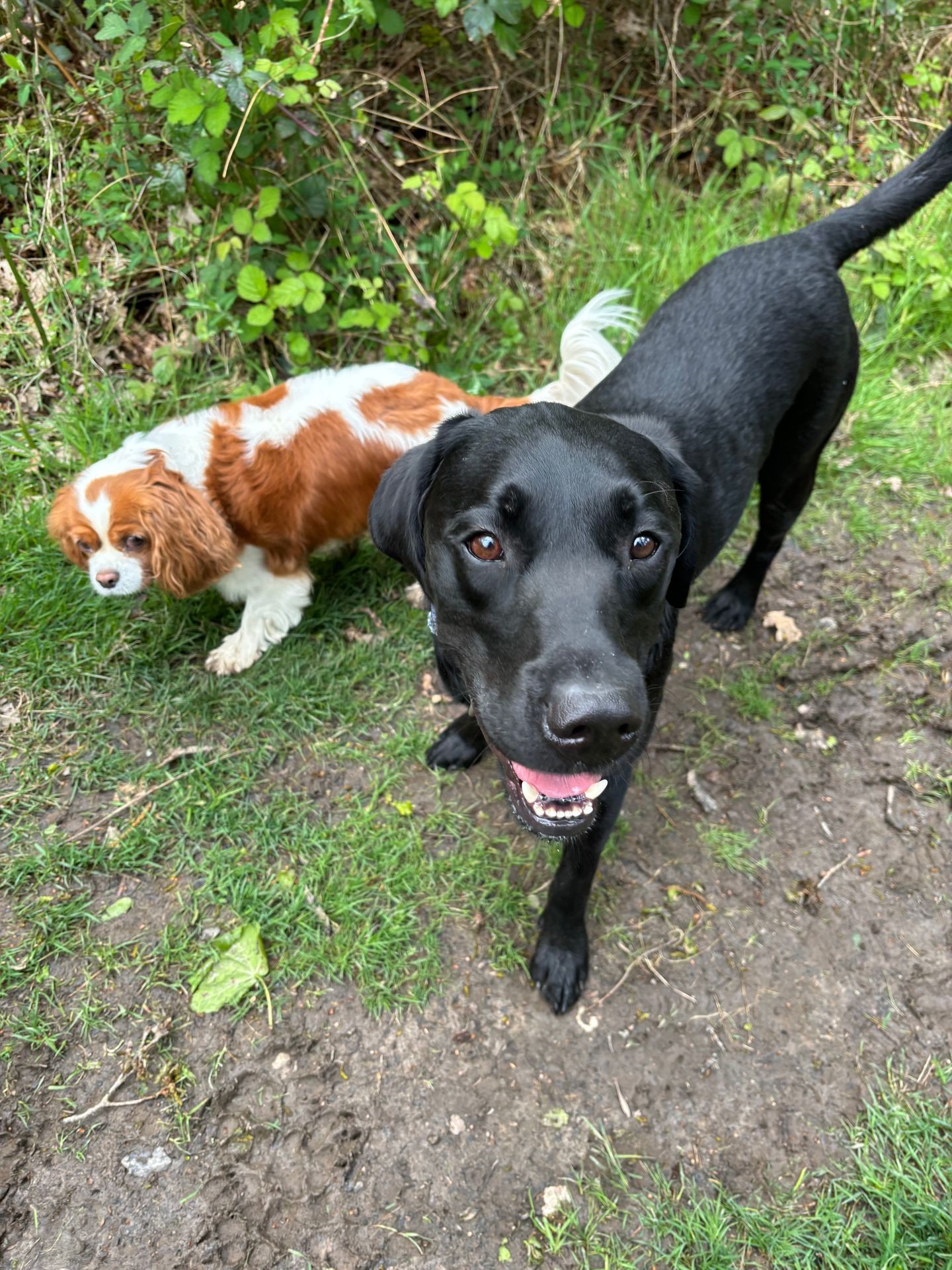 Group Dog Walks
